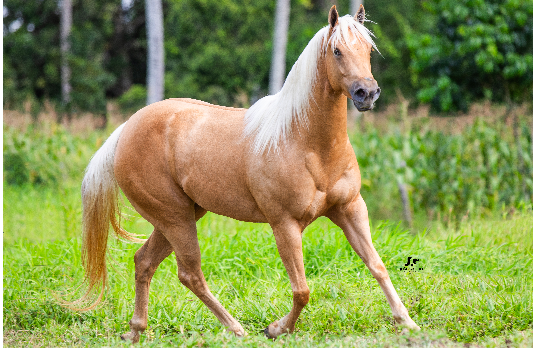 JECKINHA WHITE GF